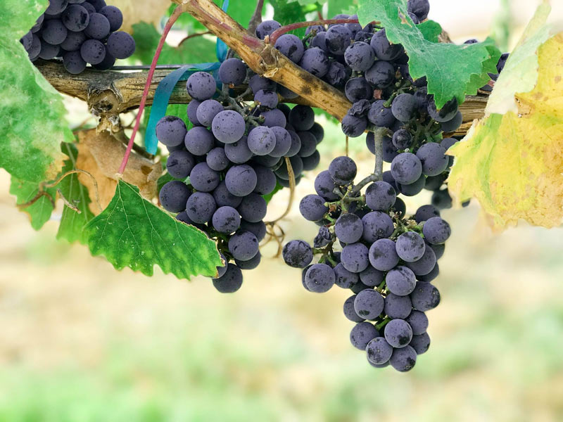 Grape bunch vineyard