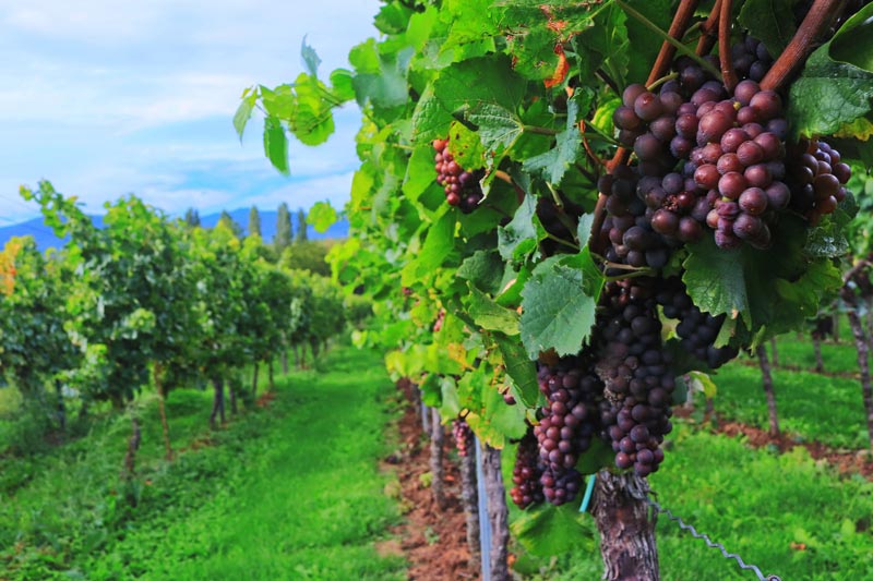 Roagna Barbaresco vineyard
