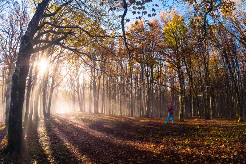 Parco delle Foreste Casentinesi Monte Falterona e Campigna