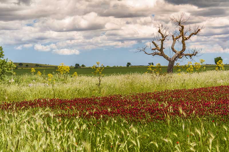 parco alta murgia