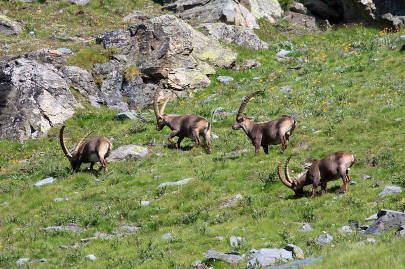 parque gran paradiso