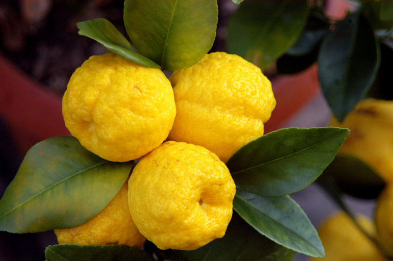 Limoni