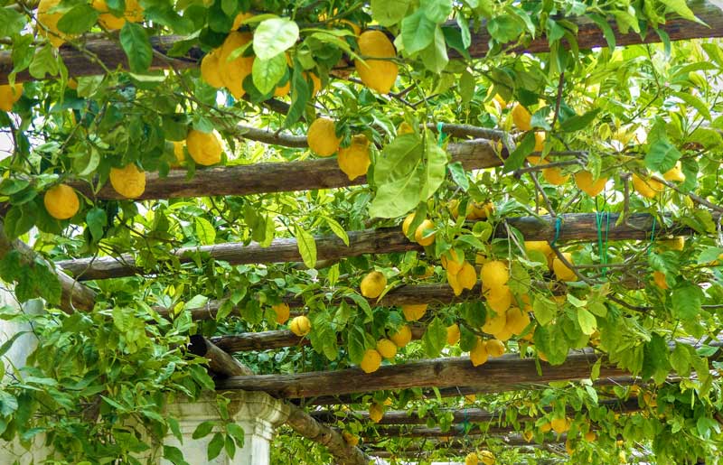 Limone di Rocca Imperiale