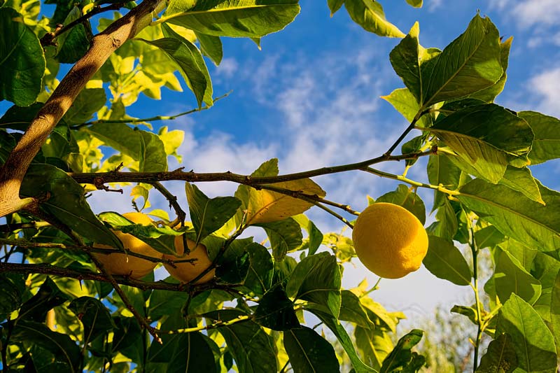 Limoni di Sorrento