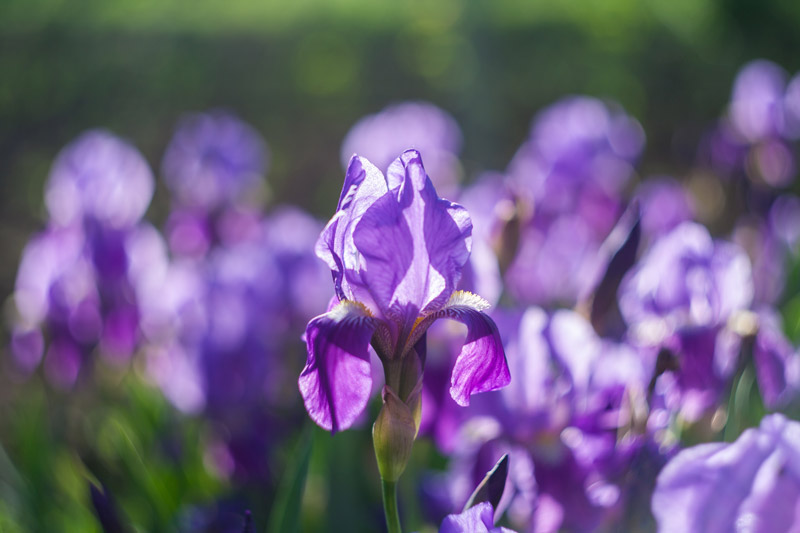 Iris nobile