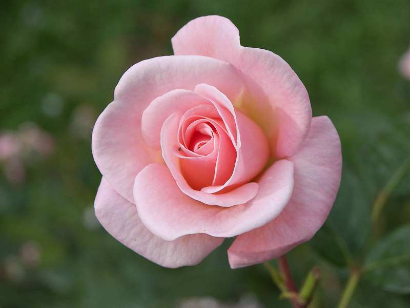 Rosa nobile