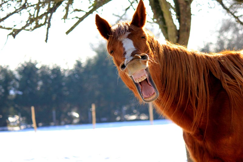 A Caval Donato non si guarda in bocca