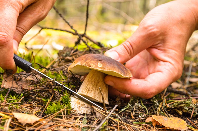 Raccolta dei funghi di Borgotaro