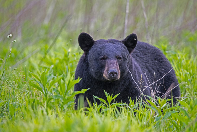 San Romedio e l’orso