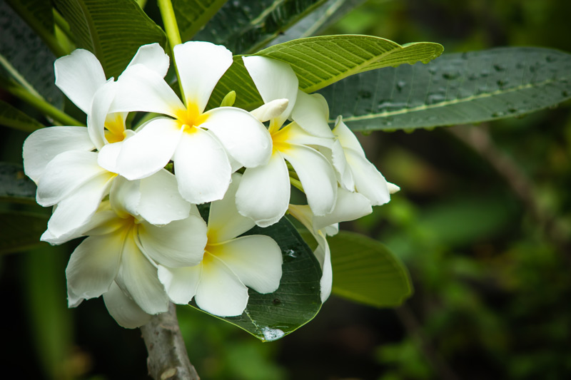 Frangipani