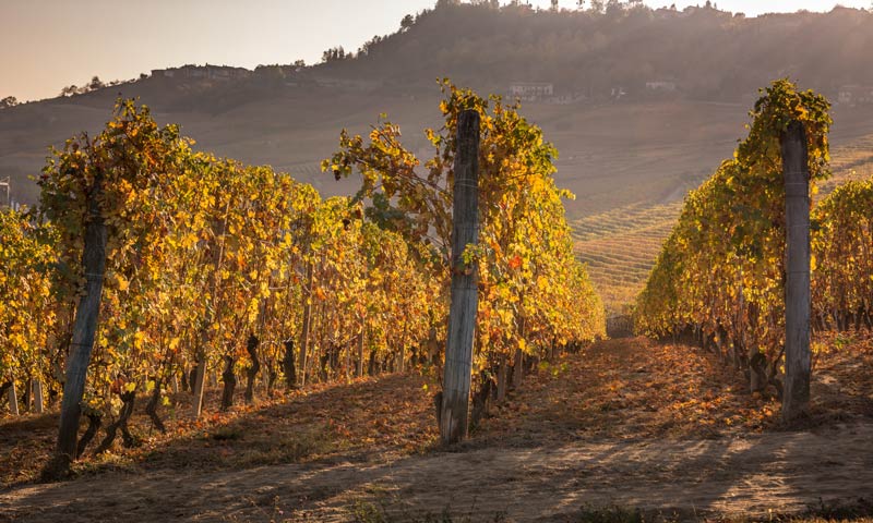 Le Colline di la Morra