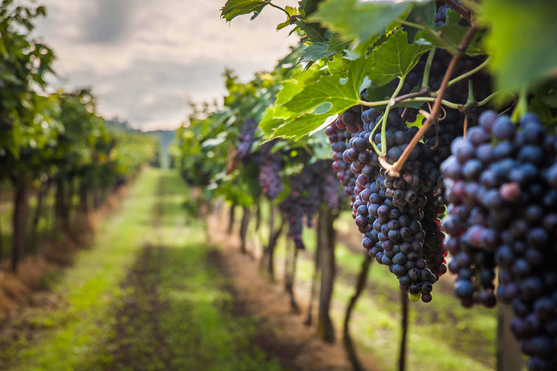 strade vino sicilia