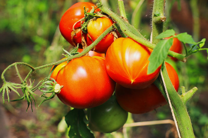 Pomodoro Cuor di Bue