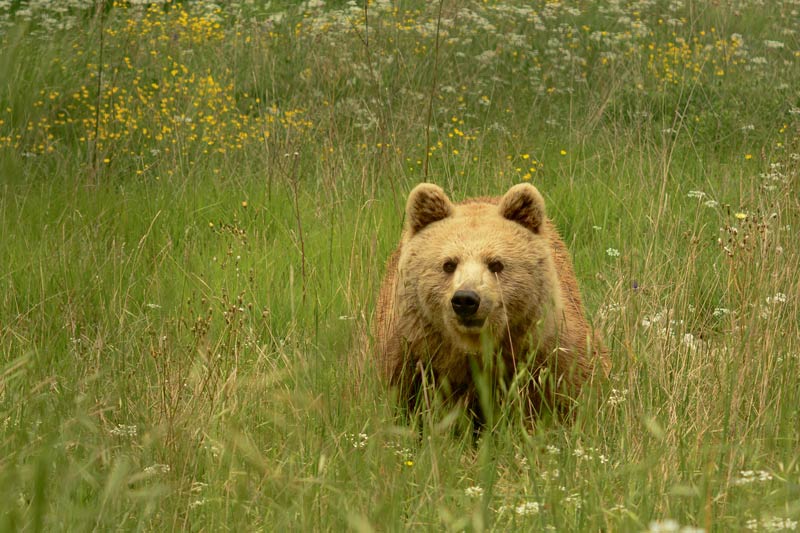 Orso Marsicano