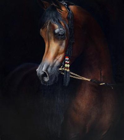 Michi Grassi: the Italian Art Shines at the Global Champions Arabians Tour