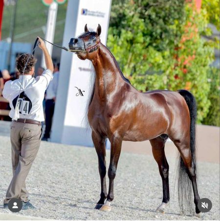 Michi Grassi: the Italian Art Shines at the Global Champions Arabians Tour