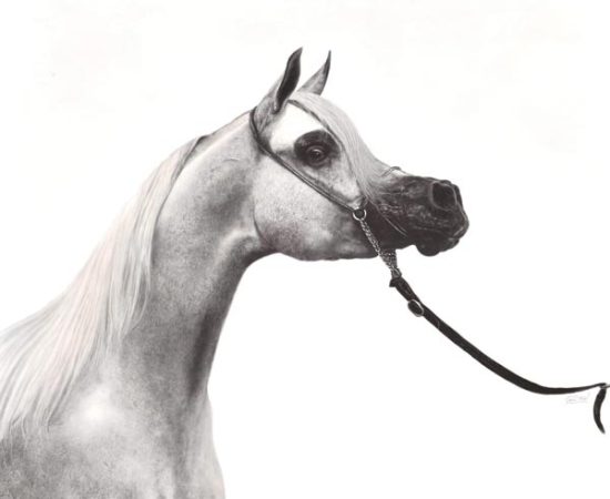 Michi Grassi and His Incredible Equestrian Art on Display at the UAE President Cup in Rome